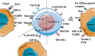 The Dual Roles of Human γδ T Cells: Anti-Tumor or Tumor-Promoting